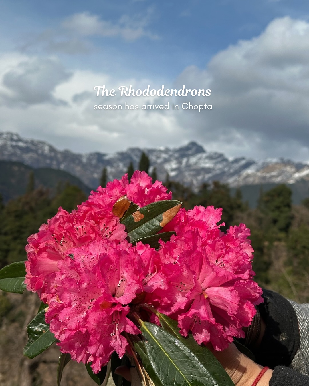 Rhododendron Rush: Why a Chopta Tour Package in Bloom Season is a Must